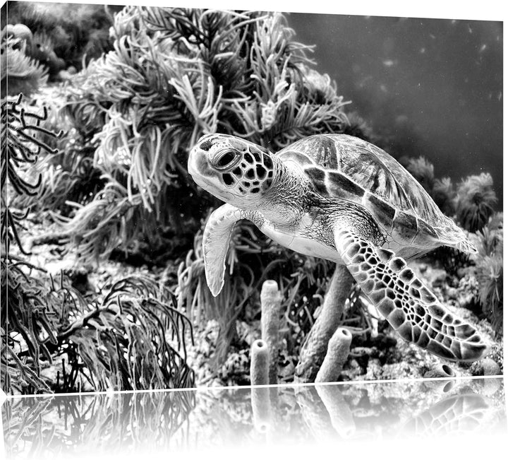 Pixxprint Meeresschildkröte / 100x70cm Leinwandbild bespannt auf Holzrahmen/Wandbild Kunstdruck Deko