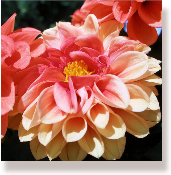 WunschPIXEL – Wandbild Blumen auf weissem Acrylglas, Set 4-teilig je 20x20 cm, quadratisch, Sommerbl