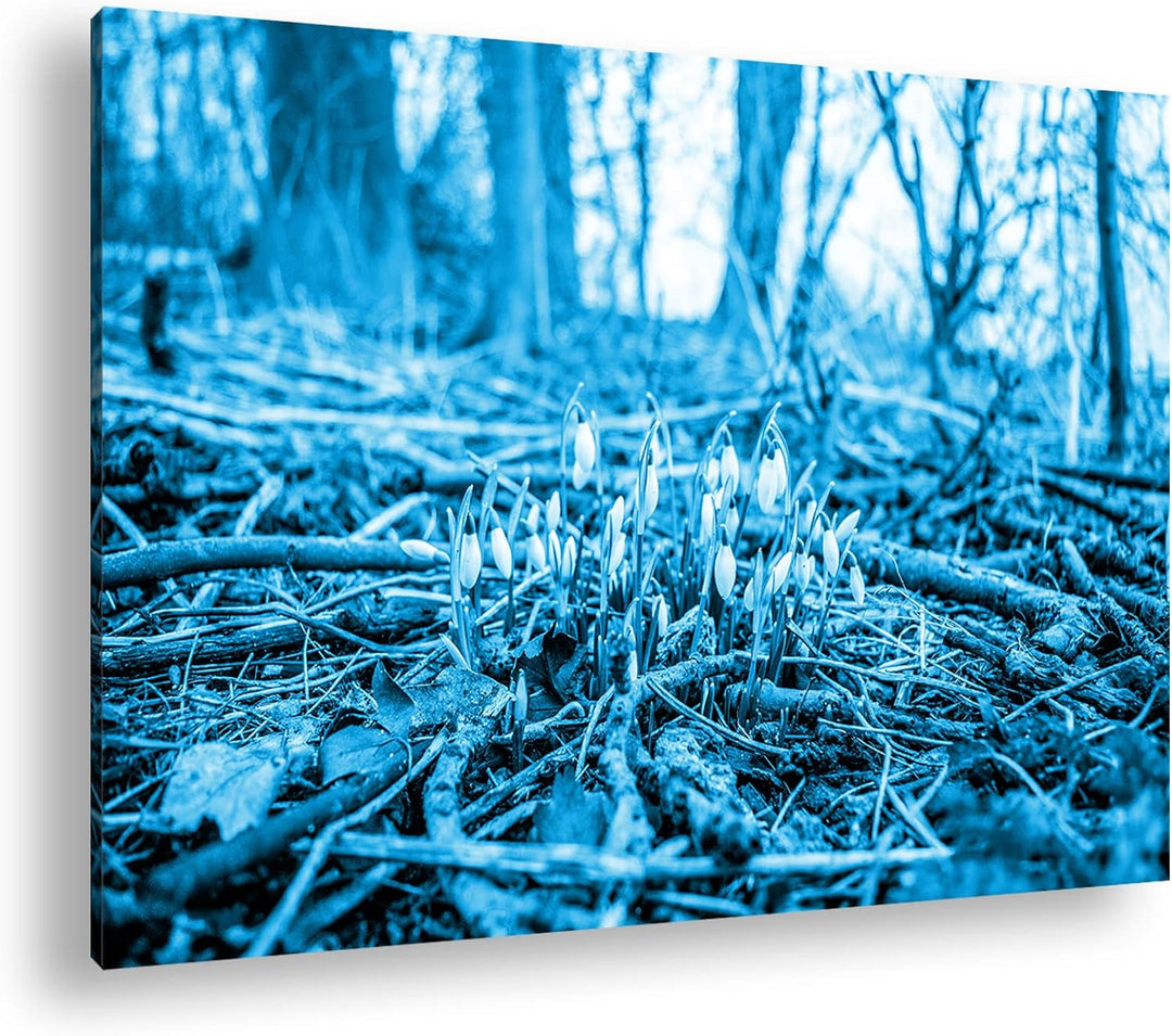 deyoli Der Frühling kommt - wachsende Schneeglöckchen Format: 80x60 Effekt: Monocrome Blau als Leinw