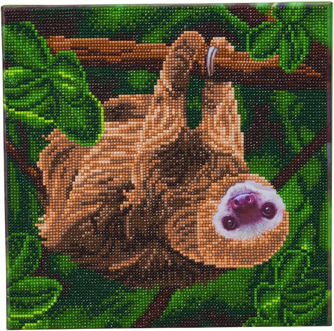 CAK-A143M: "Two Toed Faultier", 30 x 30 cm