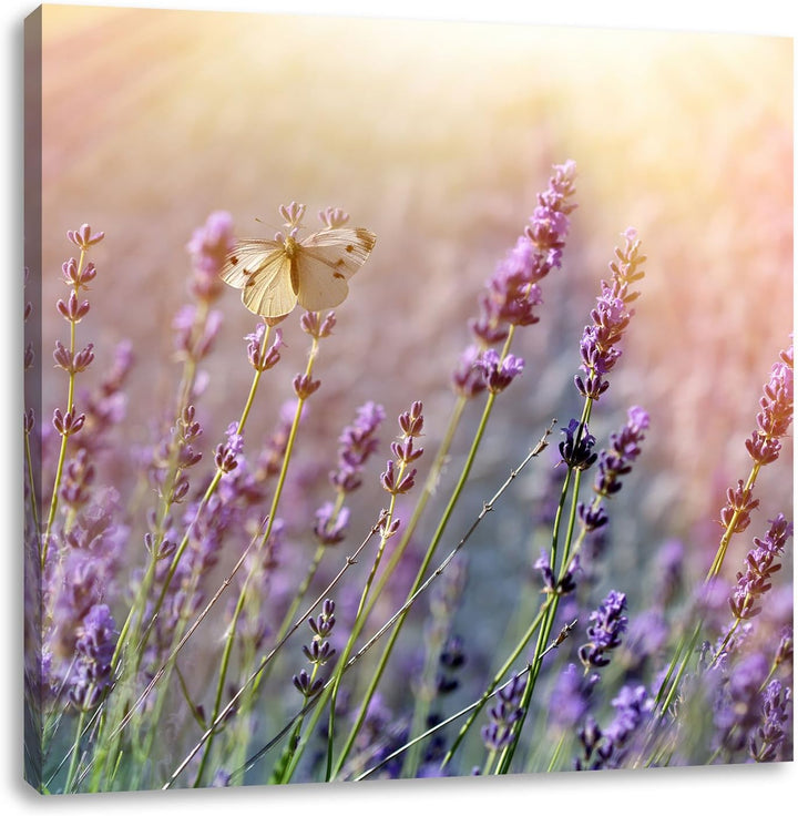 Pixxprint Schmetterlinge auf Lavendelblumen, Format: 70x70 auf Leinwand, 70x70