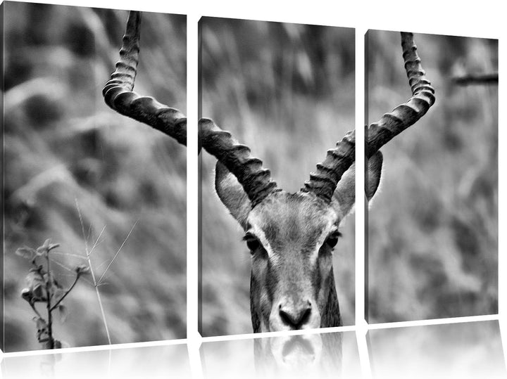Pixxprint prächtige Dorkasgazelle als Leinwandbild/Grösse: 3 Teilig (120x80) cm/Wandbild/Kunstdruck/