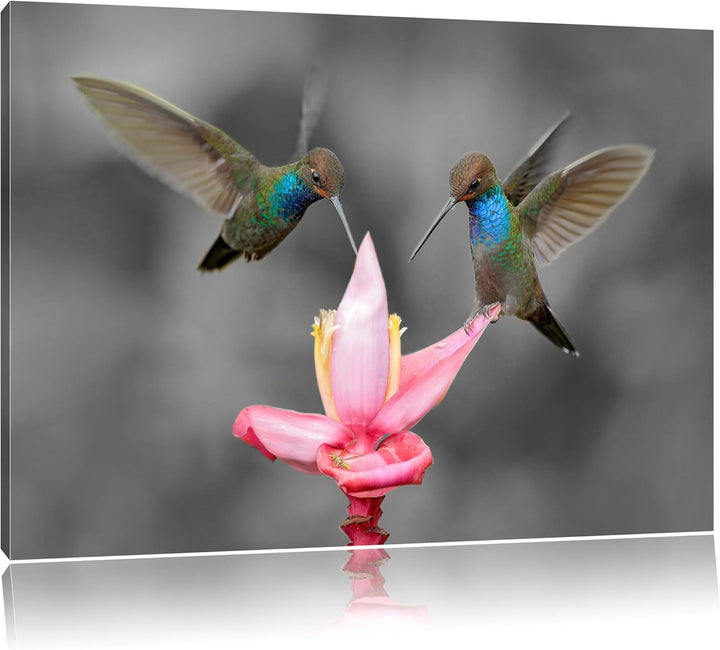 Pixxprint Kolibris in den Tropen als Leinwandbild/Grösse: 100x70 cm/Wandbild/Kunstdruck/fertig bespa