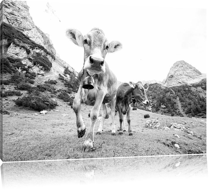 Pixxprint Almkuh auf der Weide Kunst B&W als Leinwandbild/Grösse: 100x70 / Wandbild/Kunstdruck/ferti