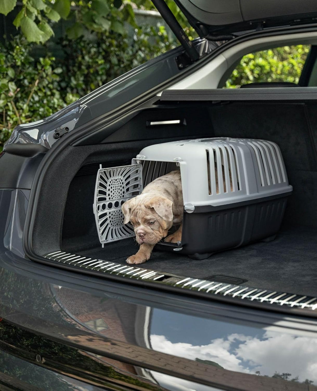 lionto Tiertransportbox für Hunde &amp; Katzen, bis 15 kg, 48x31,5x33 cm, Grau | Kunststoffbox aus robus