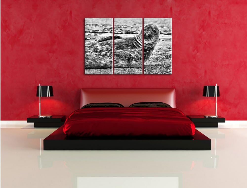 Pixxprint Robbe an Kiesstrand als Leinwandbild/Grösse: 3 Teilig (120x80) cm/Wandbild/Kunstdruck/fert
