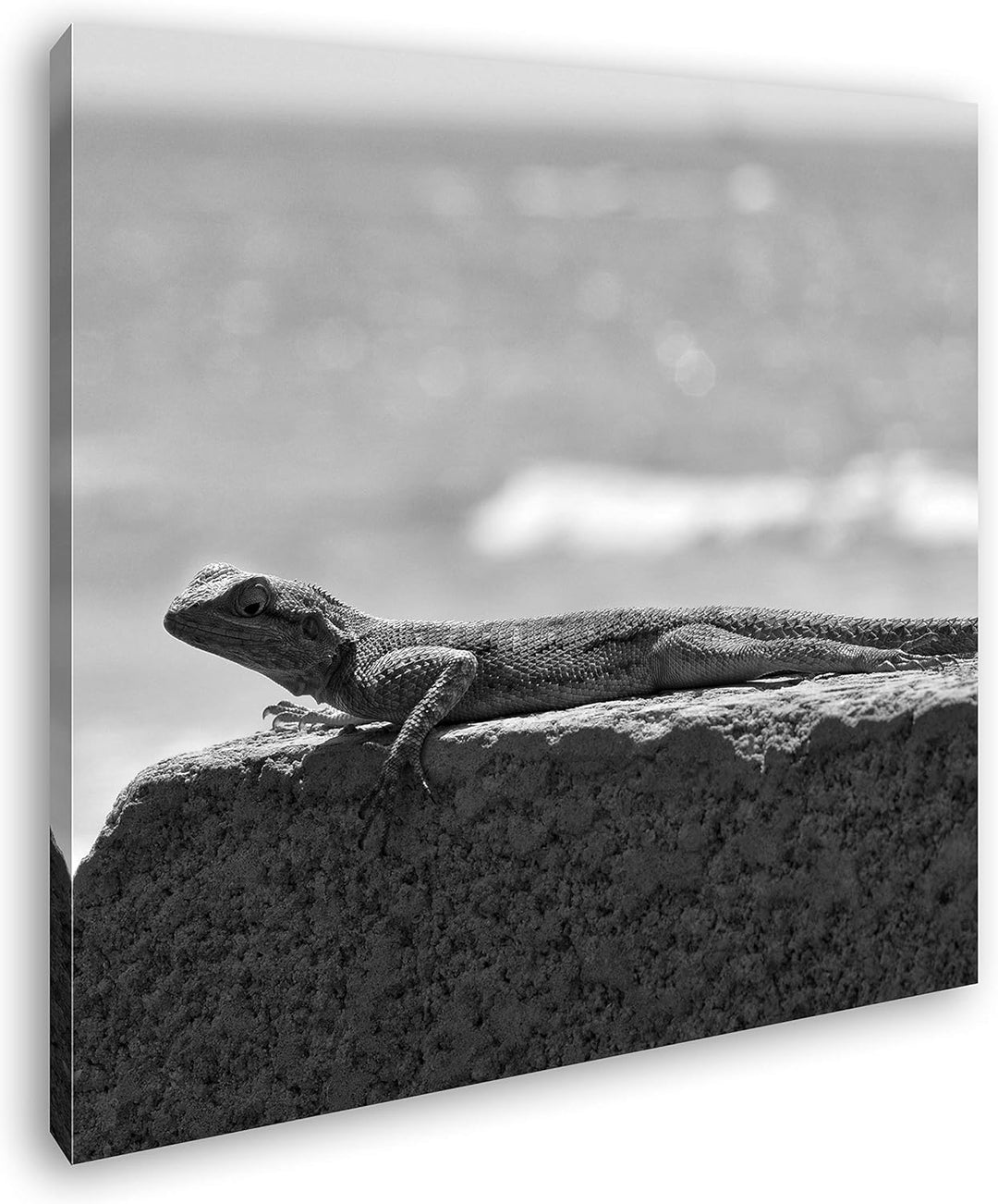 deyoli Gecko sonnt Sich Format: 70x70 Effekt: Schwarz&Weiss als Leinwandbild, Motiv auf Echtholzrahm