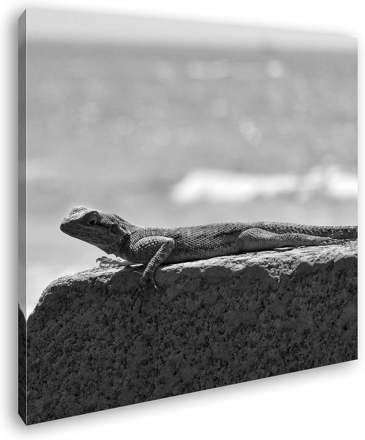 deyoli Gecko sonnt Sich Format: 70x70 Effekt: Schwarz&Weiss als Leinwandbild, Motiv auf Echtholzrahm