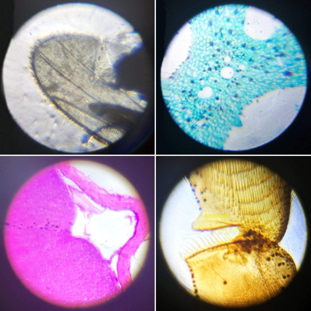 Kinder Mikroskop, Early Educational Science Teaching Biologische Monokular Vergrösserung Mikroskop S