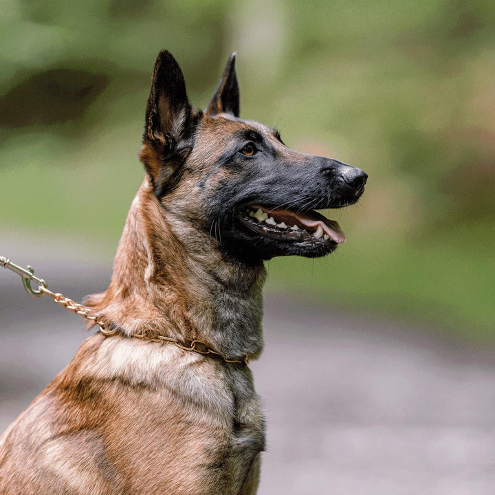 Sprenger Hundehalskette mit Durchzugskette 3 mm I CUROGAN Hundehalsband für kurz- und langhaar Hunde