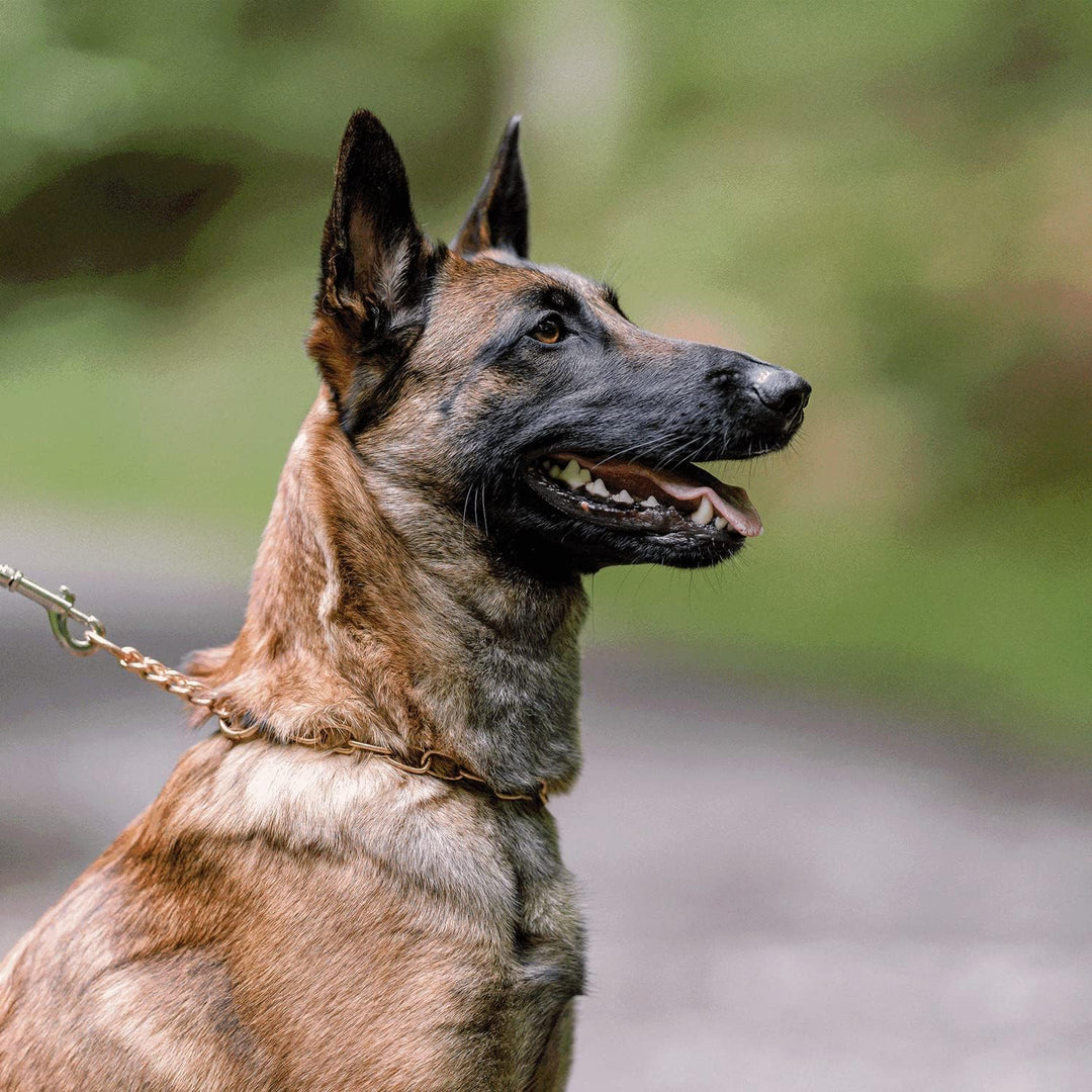 Sprenger Hundehalskette mit Durchzugskette 3 mm I CUROGAN Hundehalsband für kurz- und langhaar Hunde