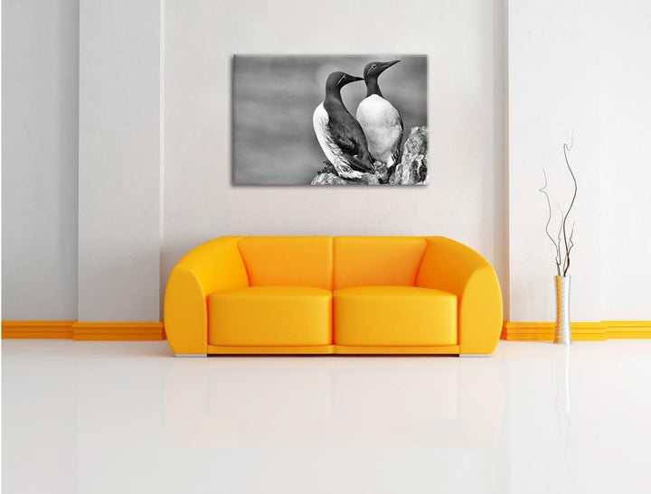 Pixxprint Zwei Trottellummen auf Felsen als Leinwandbild/Grösse: 100x70 cm/Wandbild/Kunstdruck/ferti