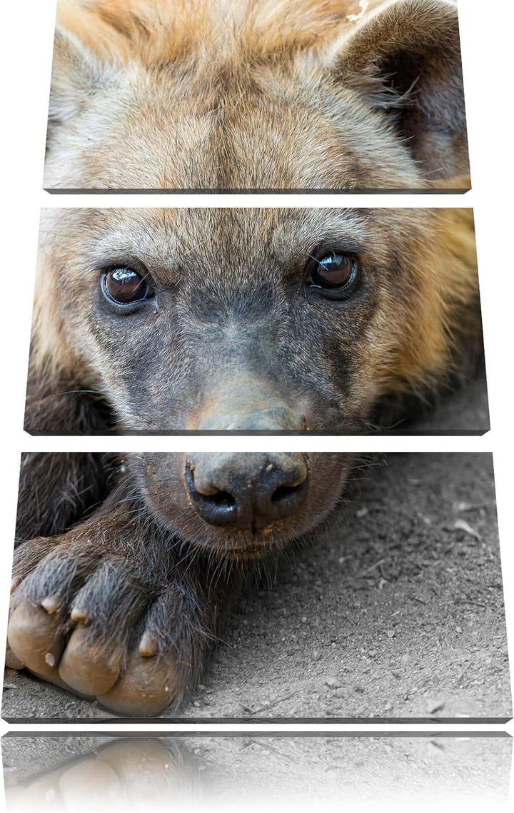 Pixxprint niedliche kleine Hyäne als Leinwandbild/Grösse: 3 Teilig (120x80) cm/Wandbild/Kunstdruck/f