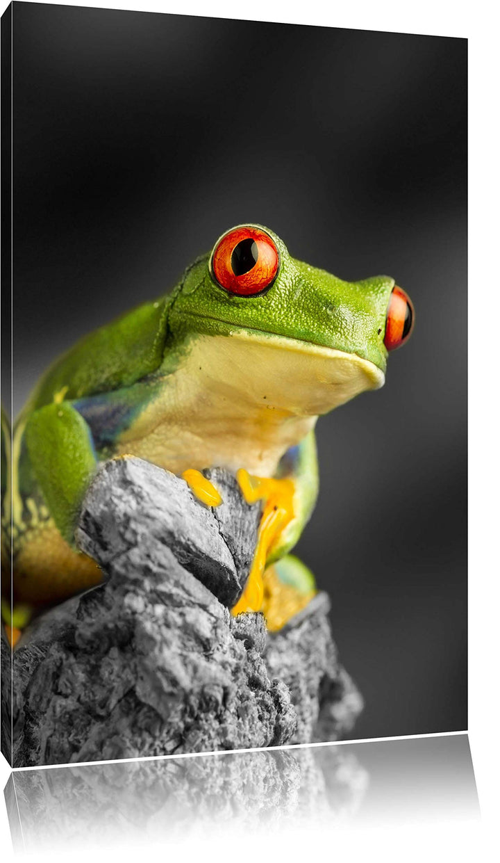 schöner Rotaugen Frosch schwarz/weiss Format: 100x70 auf Leinwand, XXL riesige Bilder fertig gerahmt