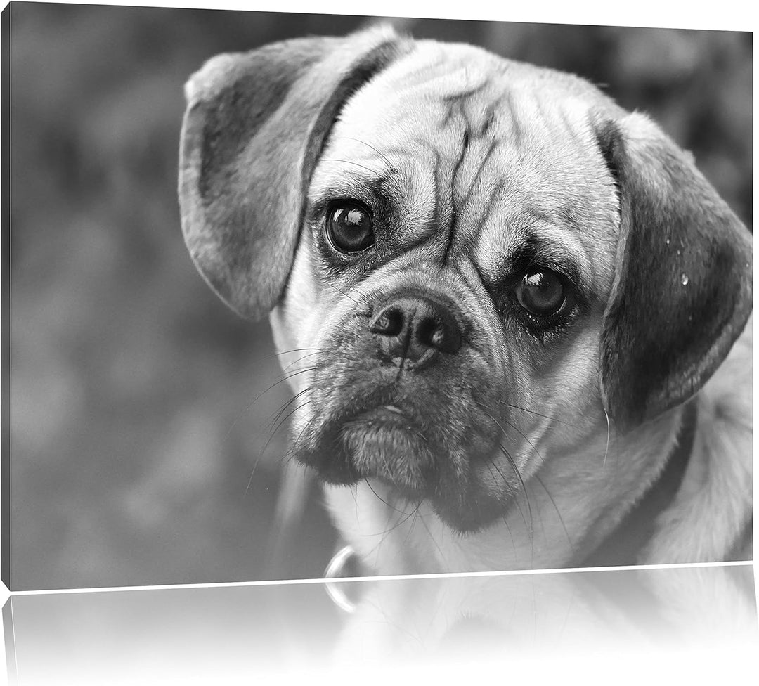 Pixxprint Mops Welpe als Leinwandbild/Grösse: 100x70 / Wandbild/Kunstdruck/fertig bespannt, 100x70