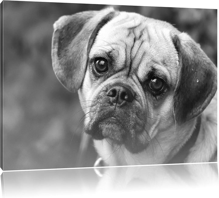 Pixxprint Mops Welpe als Leinwandbild/Grösse: 100x70 / Wandbild/Kunstdruck/fertig bespannt, 100x70