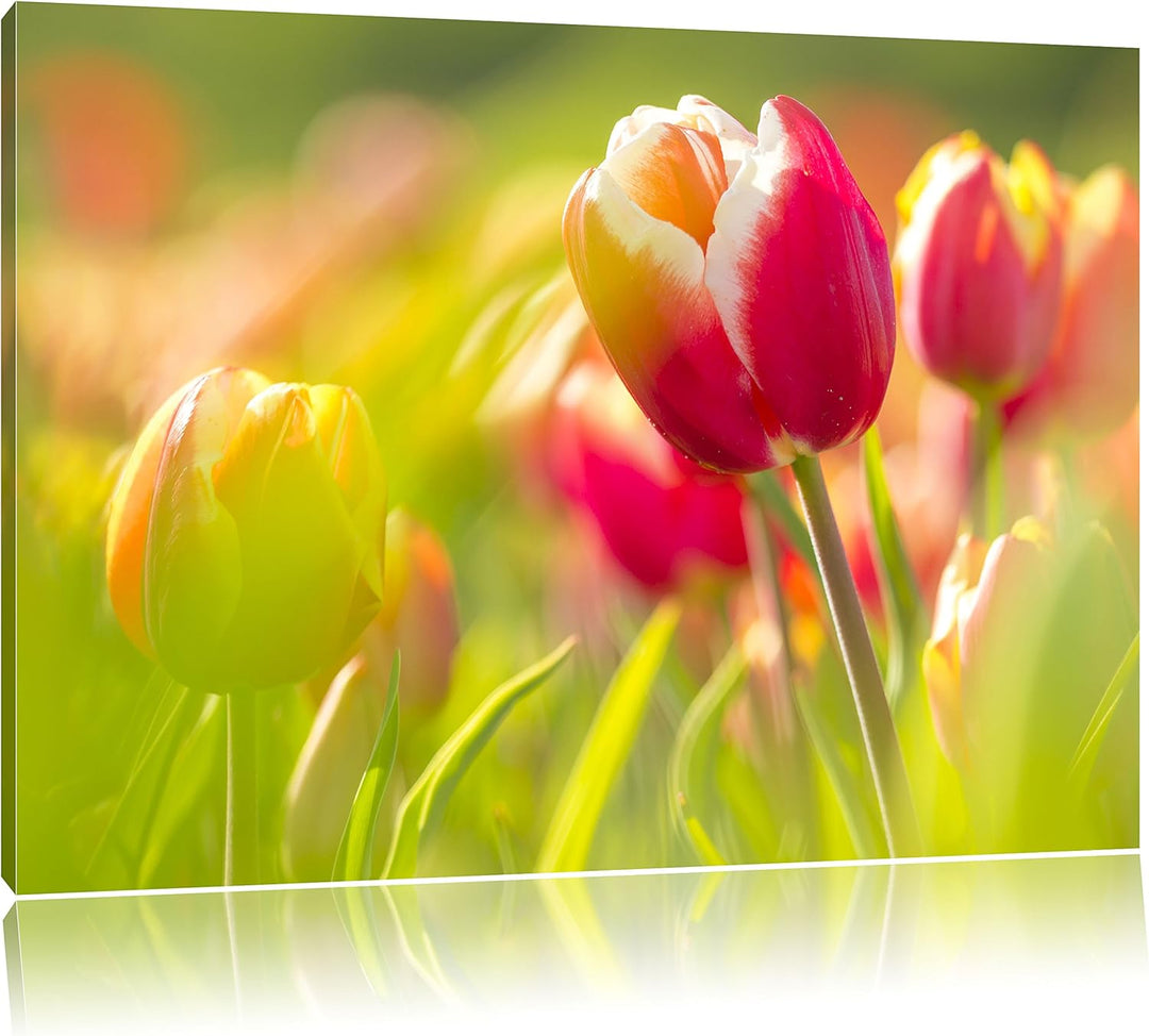 Blühende rote Tulpen, Format: 100x70 auf Leinwand, XXL riesige Bilder fertig gerahmt mit Keilrahmen,