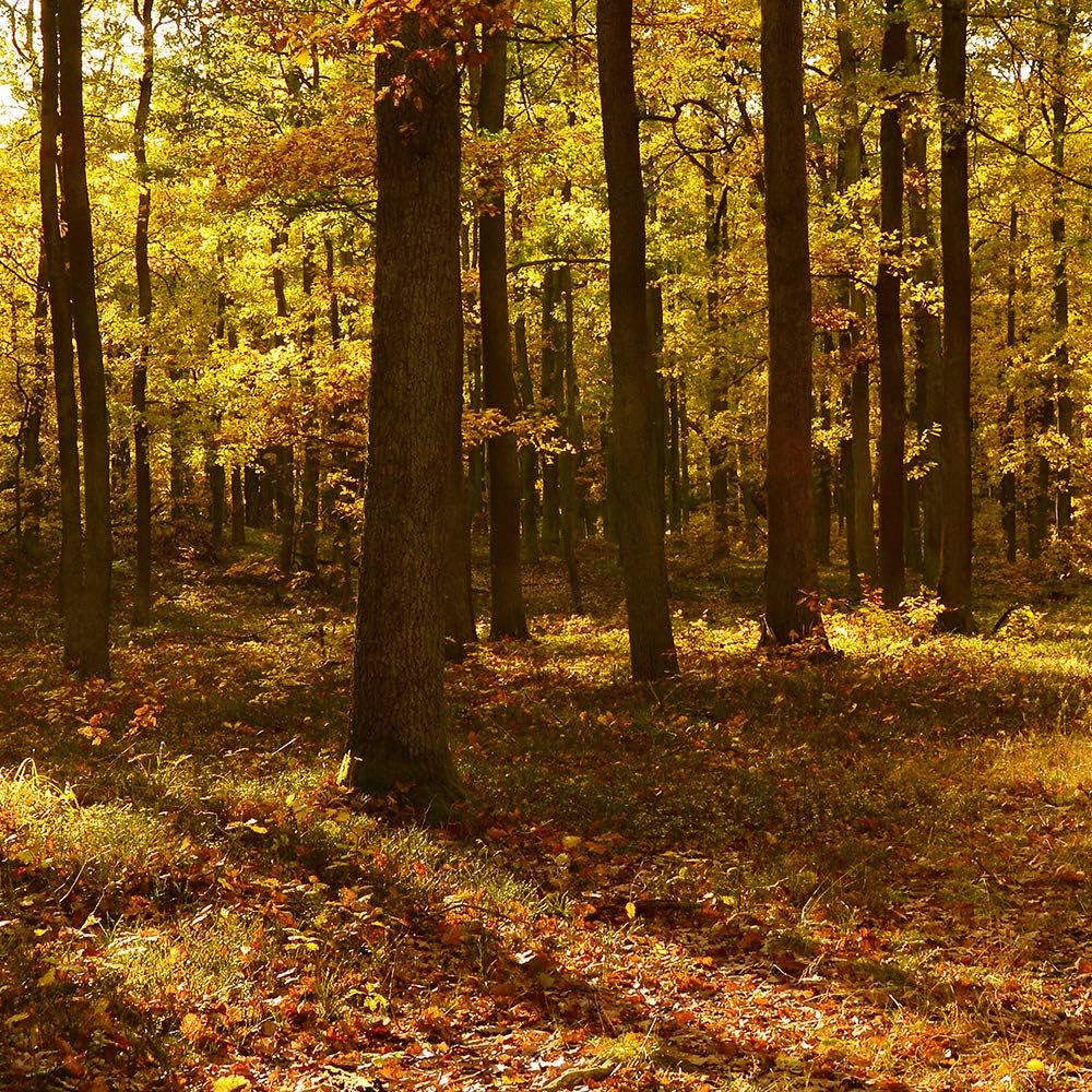 Feeby Leinwandbild 5 Teilig Landschaft Bild Wanddeko Blätter Wald Bäume orange 200x100 cm Leinwandbi