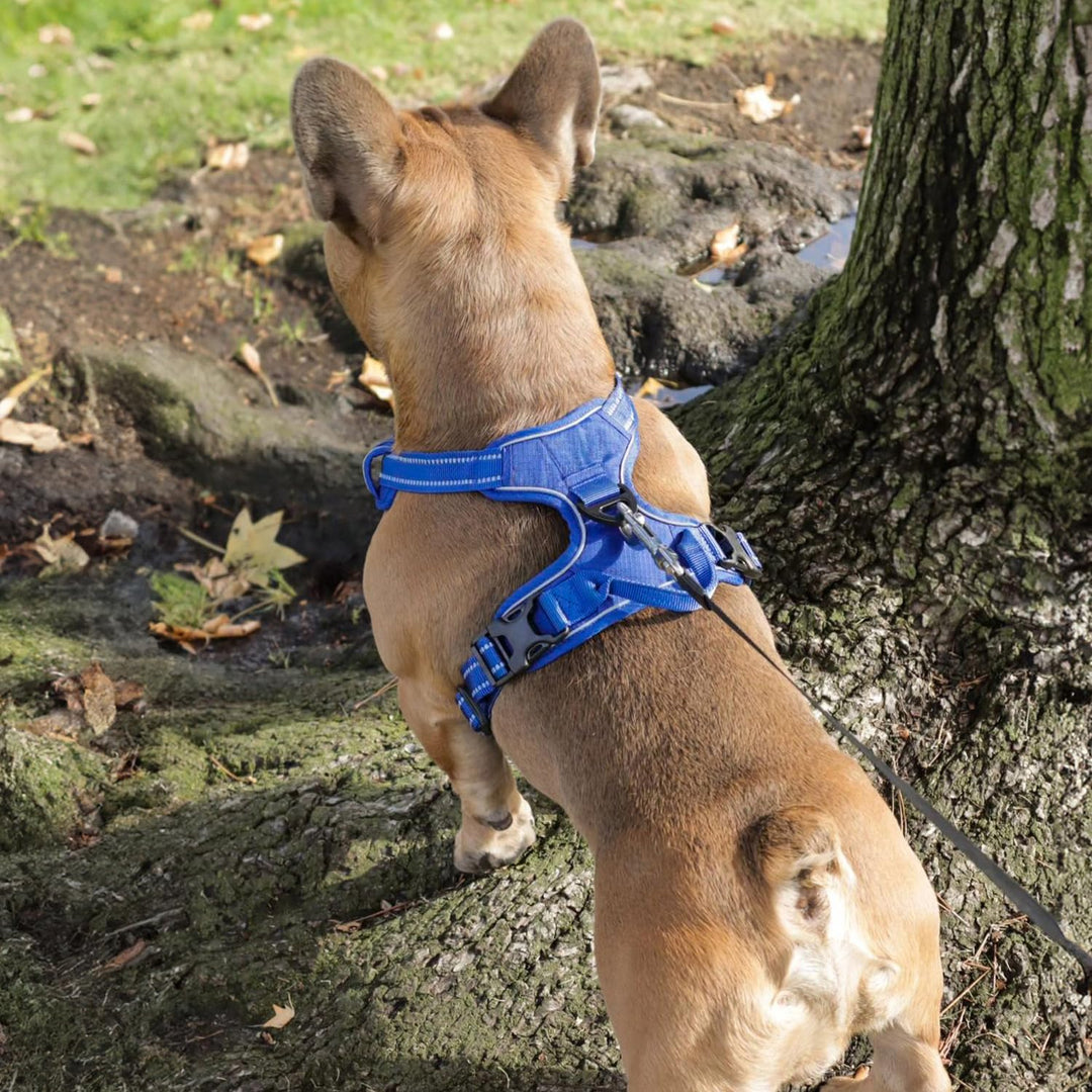 Voyager Hundegeschirr für grosse Hunde, doppelte Leinenbefestigungen, verstellbar, weich, Aber stark