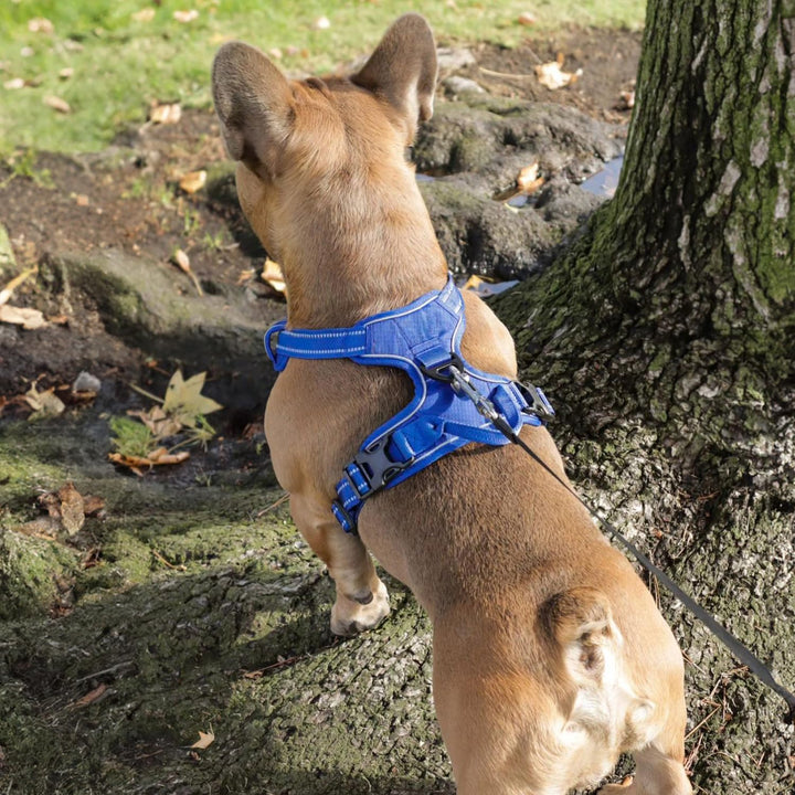 Voyager Hundegeschirr für grosse Hunde, doppelte Leinenbefestigungen, verstellbar, weich, Aber stark