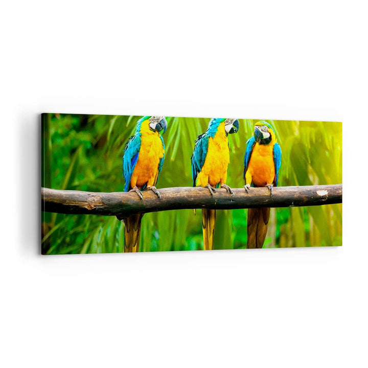 Wandbilder Dekoration Wohnzimmer Papageien Collorful Natur Vögel Panorama Bilder auf Leinwand 120x50