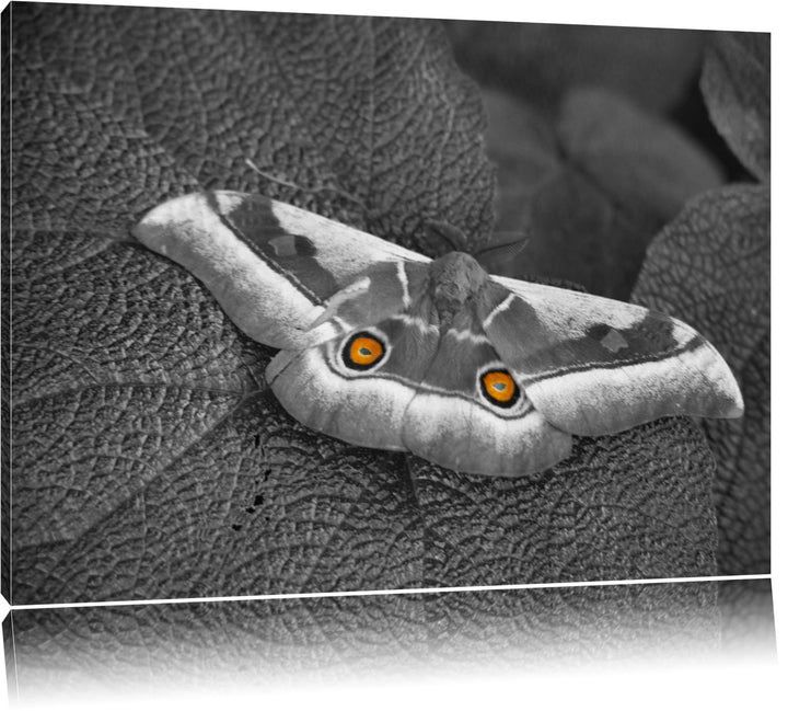 aussergewöhnlicher Schmetterling auf Blatt schwarz/weiss auf Leinwand, XXL riesige Bilder fertig ger