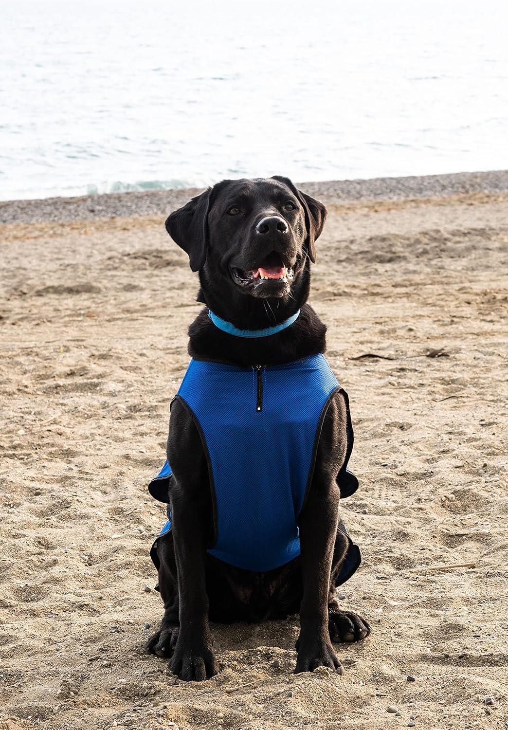 Lautus Pets Hundekühlweste – Leichte Sommerjacke für Kleine Hunde mit Reissverschluss & Klett – Einf