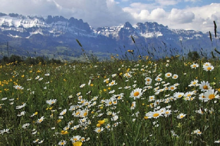 Dufte Momente Dampfbad-Emulsion 3 Liter Alpenkräuter | gebrauchsfertig | Hochwertige Formel | Für ge