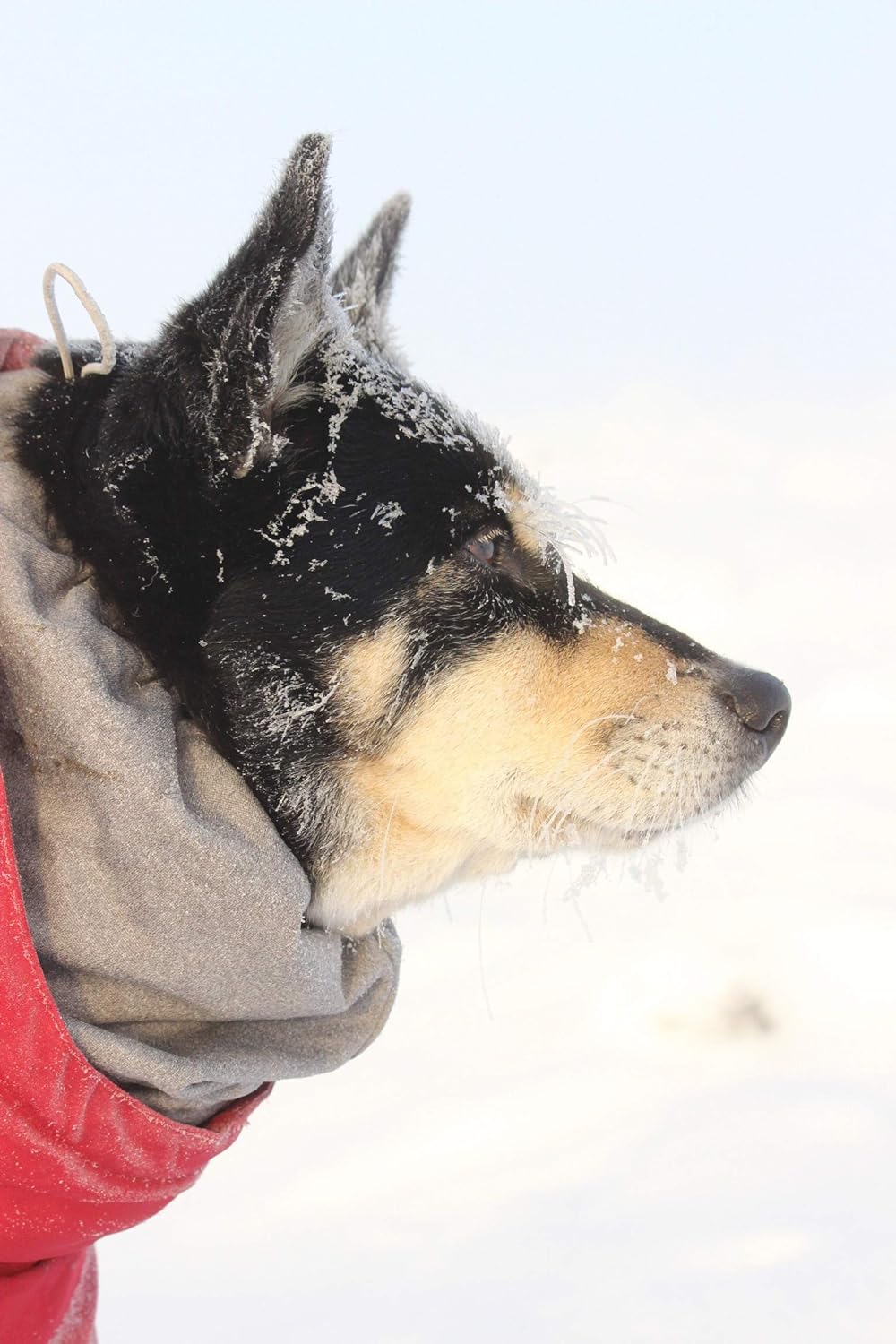 Hurtta Extreme Warmer Hundemantel, Winterjacke für Hunde Weinrot 40 cm