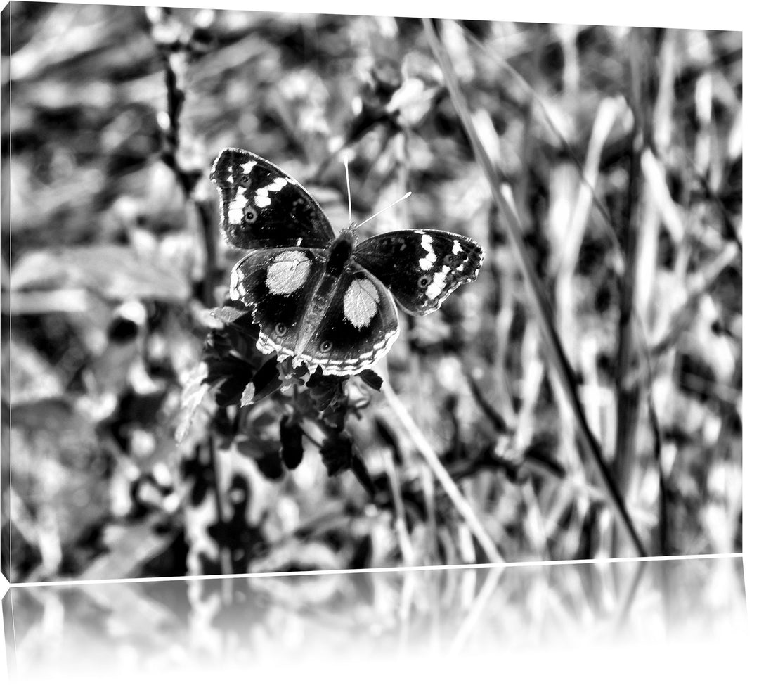 Pixxprint Monocrome, aussergewöhnlicher Schmetterling auf Grashalm, Format: 100x70 auf Leinwand, XXL