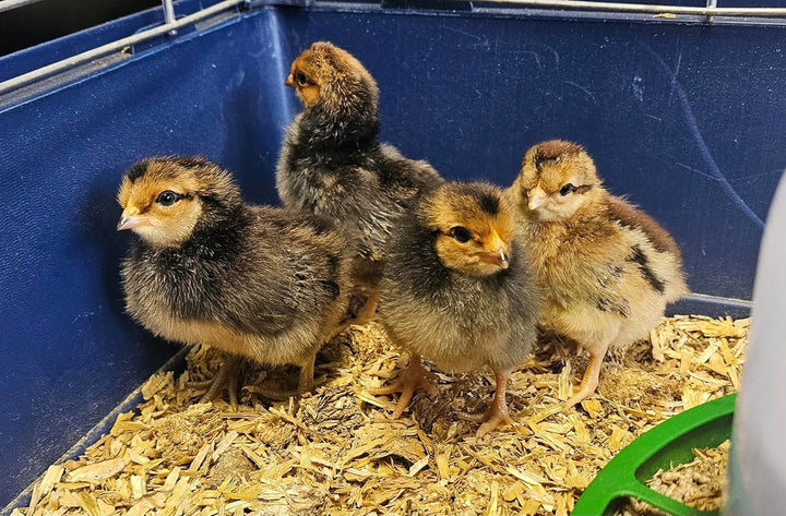 StaehrLLETS Strohpellets Einstreu Stroh Tier Streu Pellet Stall Pferde Box Biotonne 20 kg, statt Säg