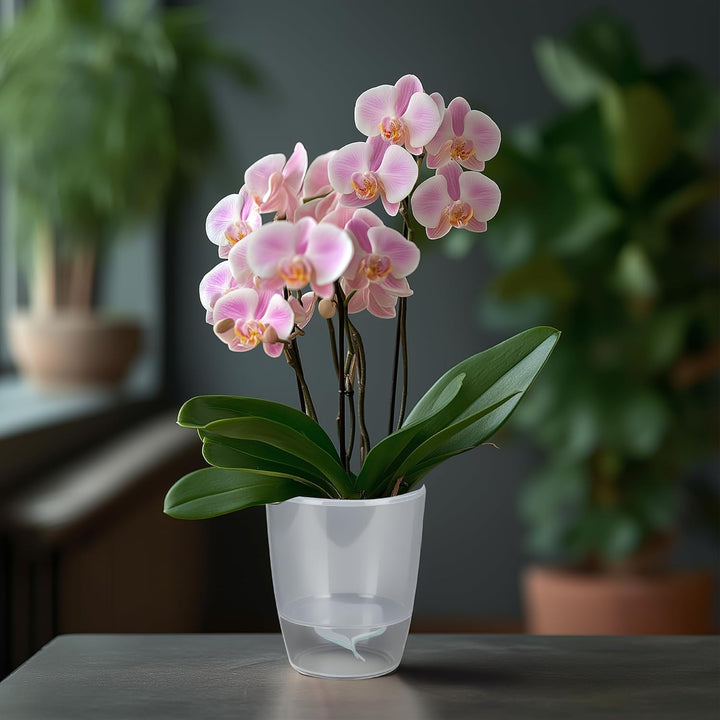 Santino 6er-Set Orchideentopf D 12cm Selbstbewässernder Topf mit Dochtsystem und Wasserstandsanzeige