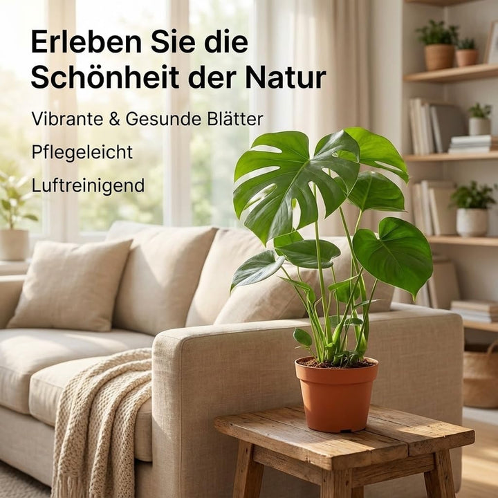 Monstera Deliciosa 3er-Set, 55-70cm, 14cm Topf Ø, Pflanzen-Set für Wohnung und Büro, Qualität vom Pf