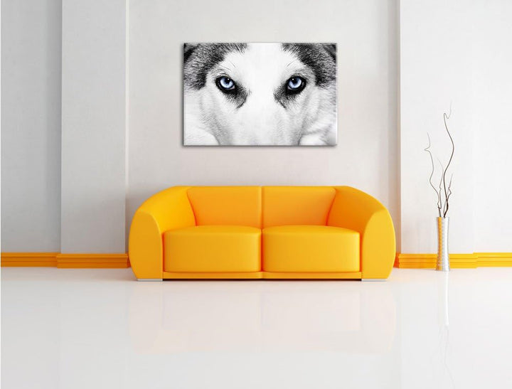 Husky mit Eisblauen Augen Format: 100x70 auf Leinwand, XXL riesige Bilder fertig gerahmt mit Keilrah