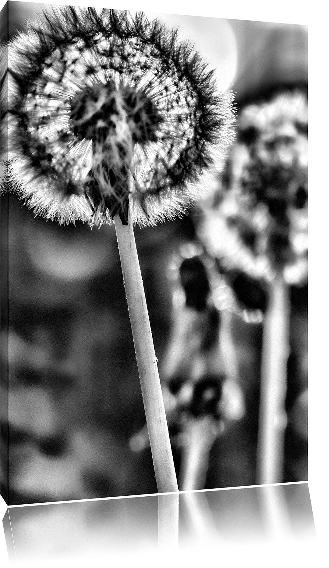 Monocrome, Pusteblume, Format: 100x70 auf Leinwand, XXL riesige Bilder fertig gerahmt mit Keilrahmen