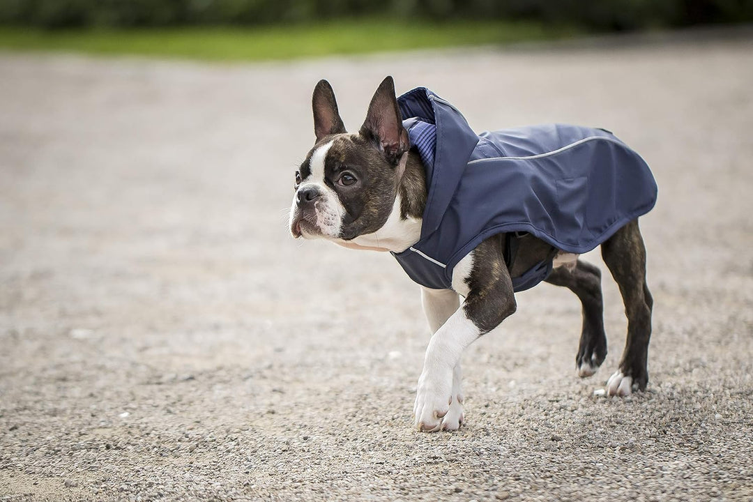 CHIARA Scotty Regenjacke mit Geschirr CHJ-Y1811BL-S-CHIARA-Regenmantel, Regencape (Grösse: S, Materi
