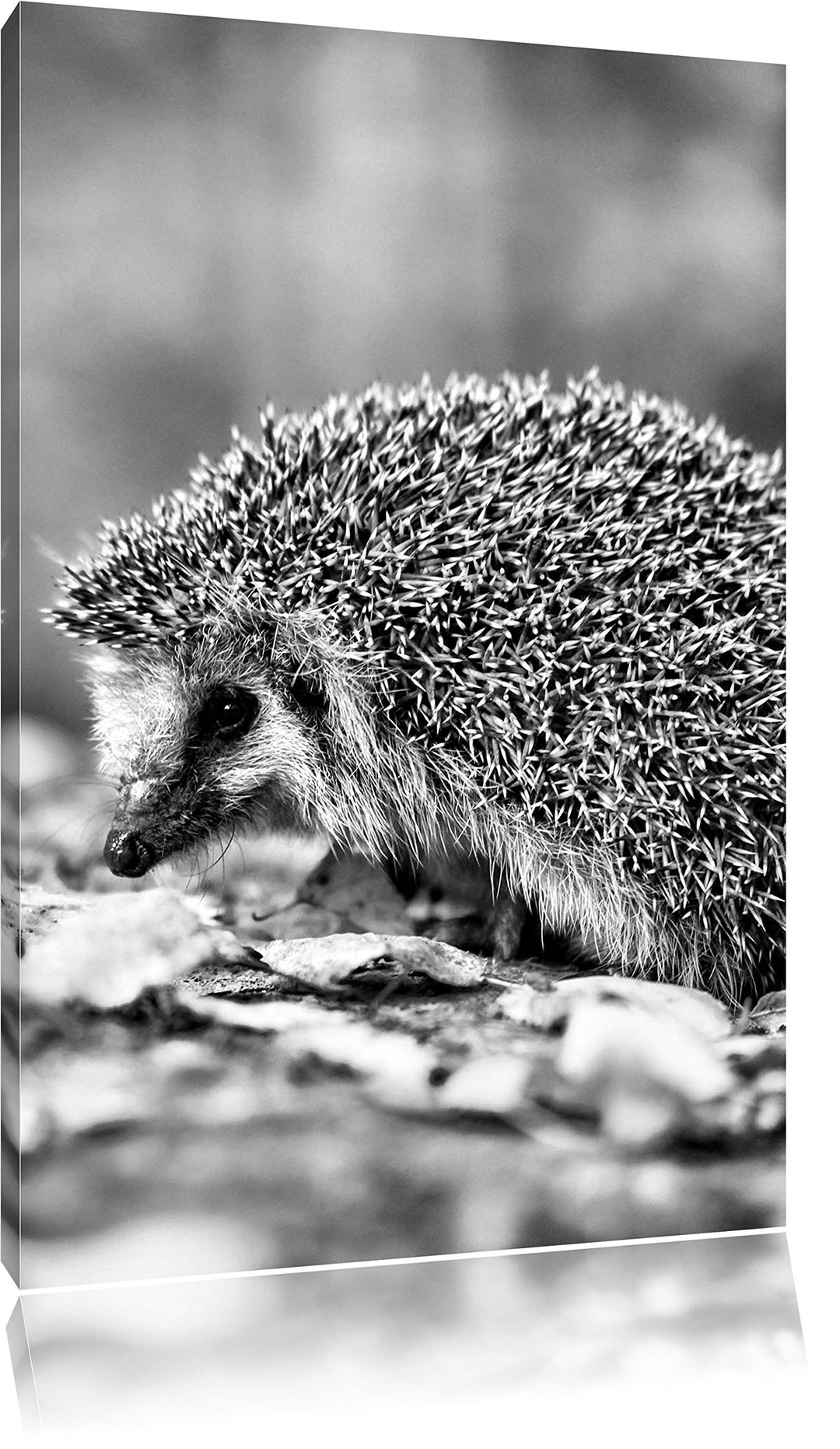 Monocrome, Igel im Laub , Format: 100x70 auf Leinwand, XXL riesige Bilder fertig gerahmt mit Keilrah