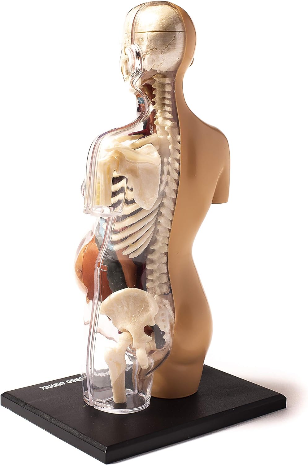Thames & Kosmos , 260840, Human Pregnancy Anatomy Model, Learn About Human Pregnancy, 30+ Parts with