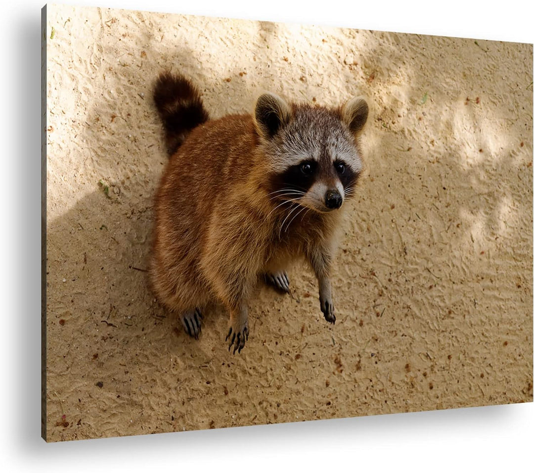 deyoli niedlicher kleiner Waschbär Format: 80x60 als Leinwandbild, Motiv fertig gerahmt auf Echtholz
