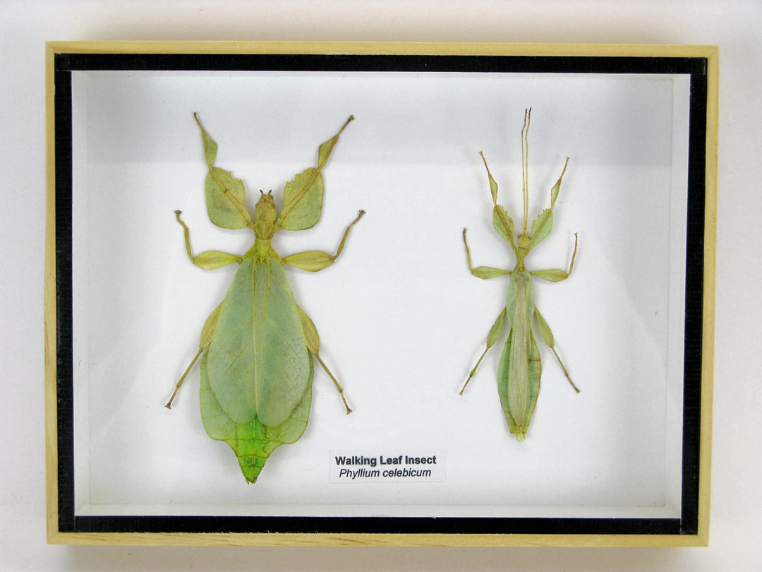 Echte präparierte und riesige Insekten, Cicaden und Krabbler im Schaukasten aus Holz hinter Glas (2