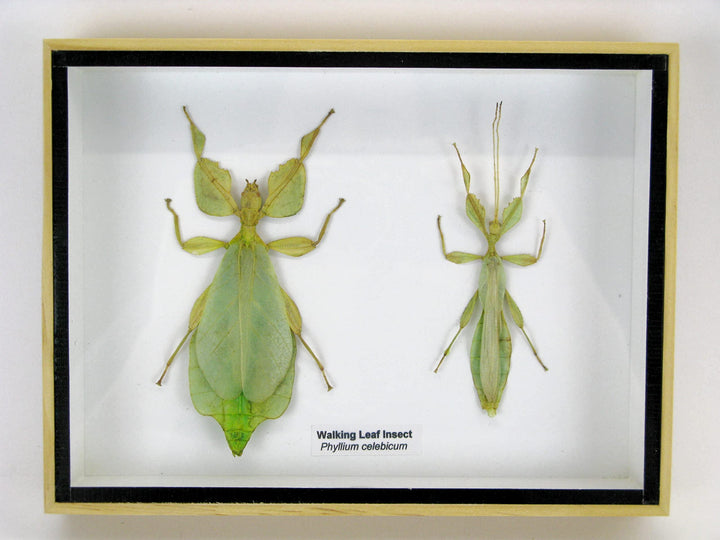 Echte präparierte und riesige Insekten, Cicaden und Krabbler im Schaukasten aus Holz hinter Glas (2