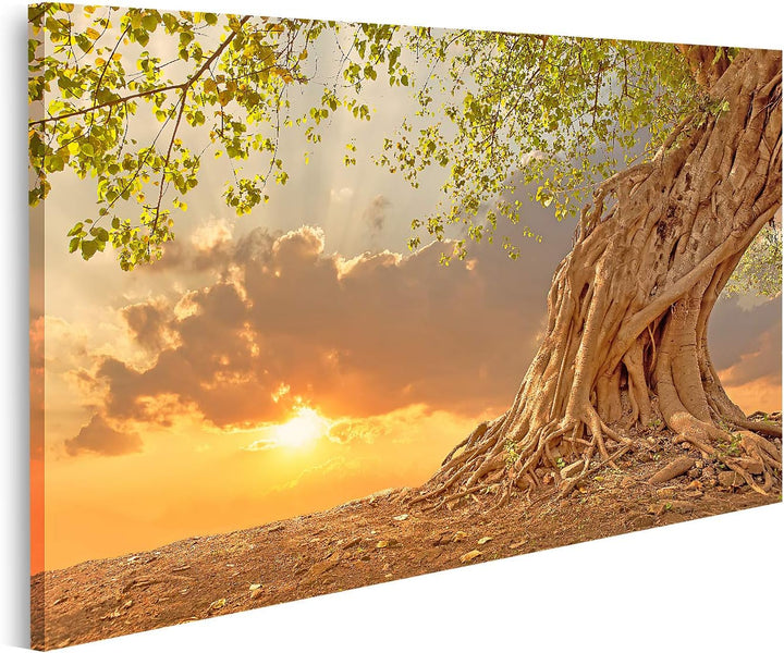 islandburner Bild auf Leinwand Schöner Alter Baum Bei Sonnenuntergang Bilder Wandbilder Poster Leinw