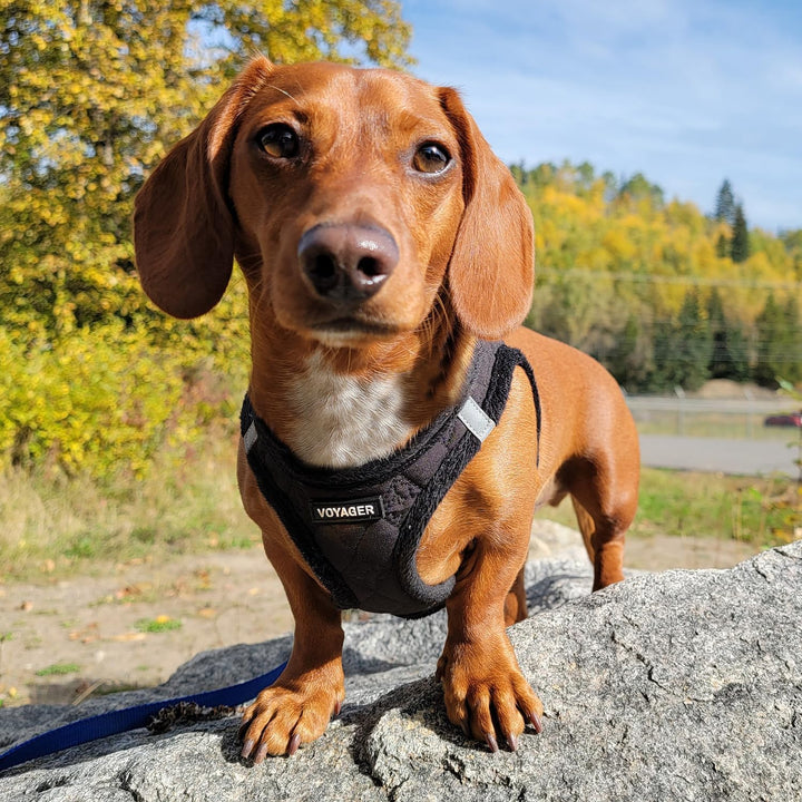 Voyager Step-In Plüsch-Hundegeschirr by Best Pet Supplies - Step-In-Westengeschirr für kleine und mi