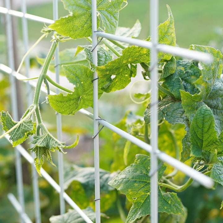 20 weisse unverwüstliche und langlebige Pflanzstäbe aus Glasfaser (GFK) 1 m x 7 mm + 25 Klammern 8-1