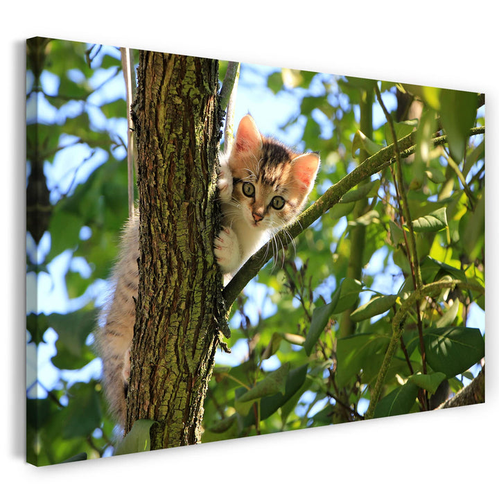 Printed Paintings Leinwand (100x70cm): Katzenbaby im Baum süss Katzenbilder Katzen 100x70 cm, 100x70