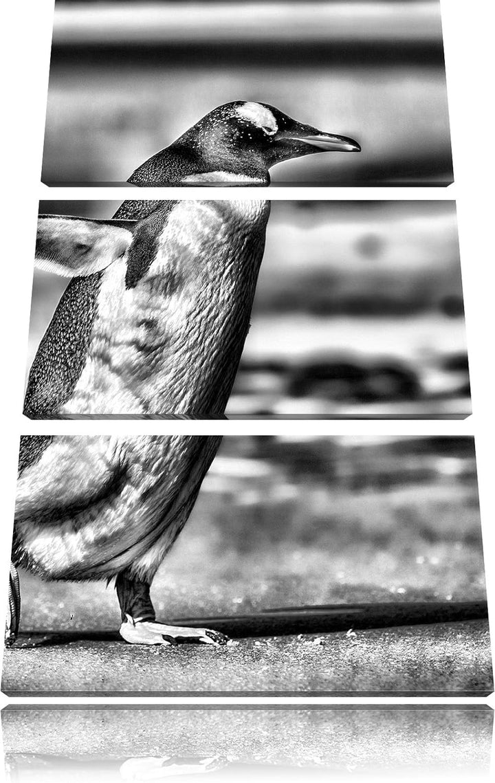 Monocrome, Pinguin am Strand 3-Teiler Leinwandbild 120x80 Bild auf Leinwand