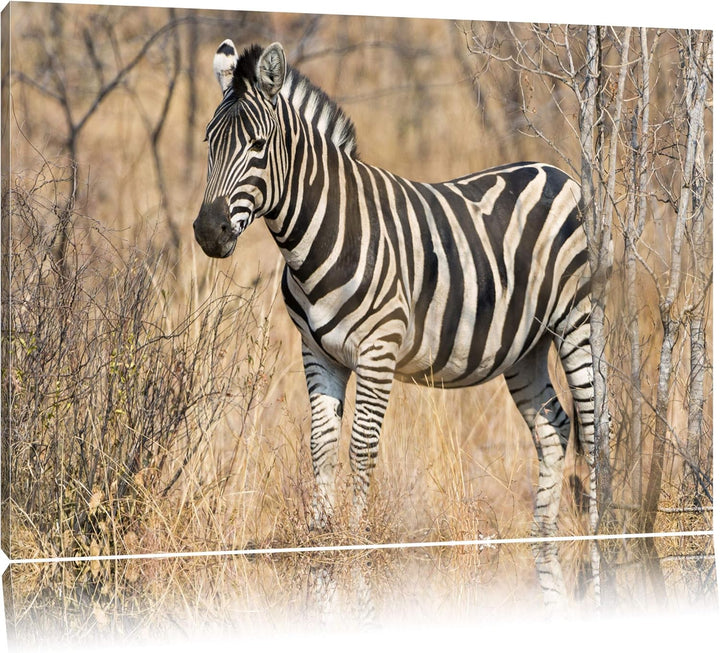 Pixxprint einsames Zebra auf Leinwand, XXL riesige Bilder fertig gerahmt mit Keilrahmen, Kunstdruck