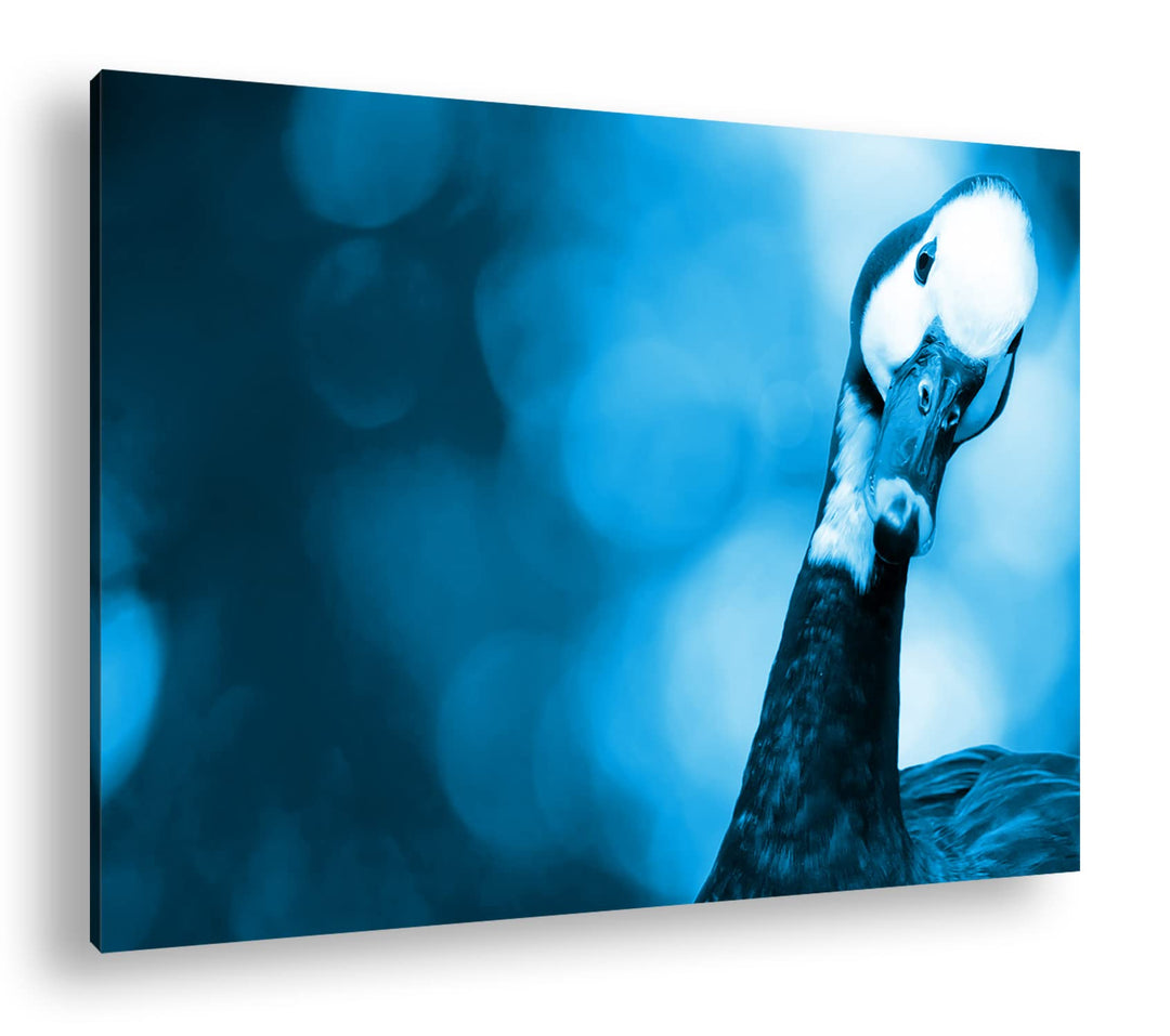 lustige Gans in der Natur Format 80x60 Effekt: Monocrome Blau als Leinwandbild, Motiv fertig gerahmt