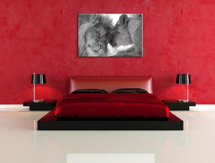 Pixxprint Kuschelnde Löwen als Leinwandbild/Grösse: 100x70 cm/Wandbild/Kunstdruck/fertig bespannt, 1