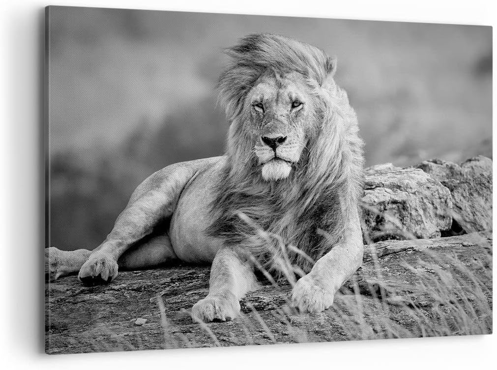 Bilder auf Leinwand 100x70cm Leinwandbild mit Rahmen Löwe Tier Natur Gross Wanddeko Bild Schlafzimme